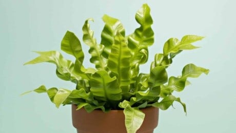 Bird’s nest fern isolated on green background