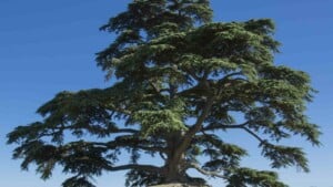 Cedar tree under the blue sky