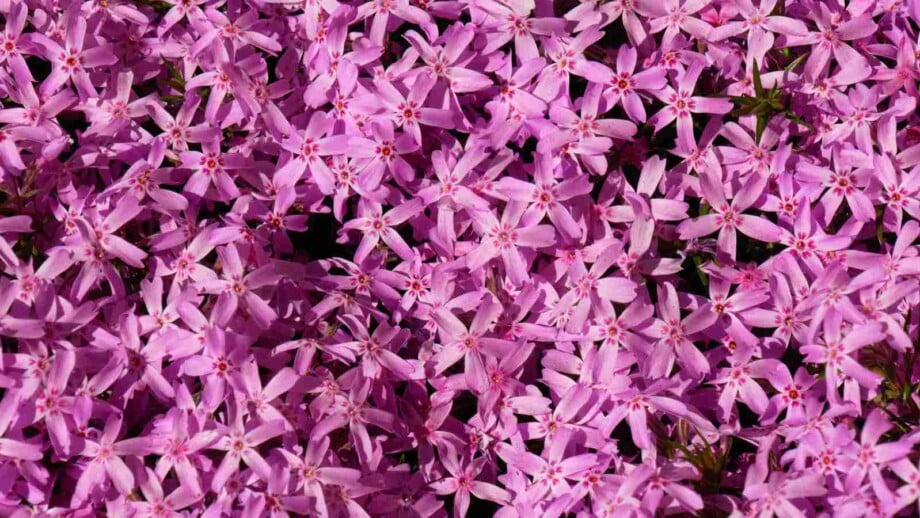 Pink flowers of creeping phlox (Phlox stolonifera)
