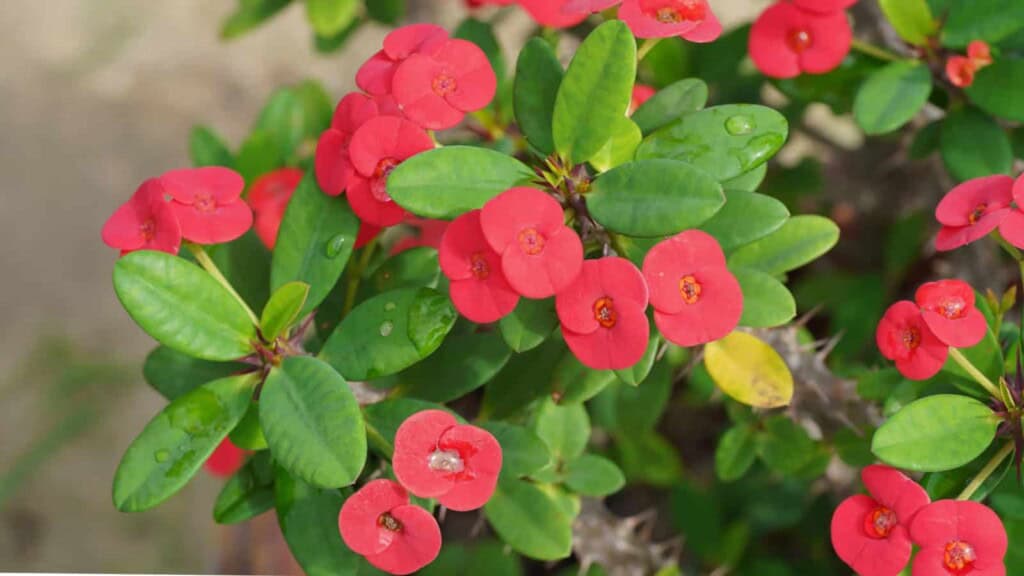 Crown of Thorns pink flowers and green leaves