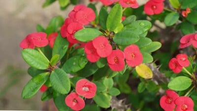 Crown of Thorns pink flowers and green leaves