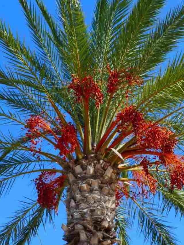 How to Plant, Grow, and Care for Date Palm Trees Natural