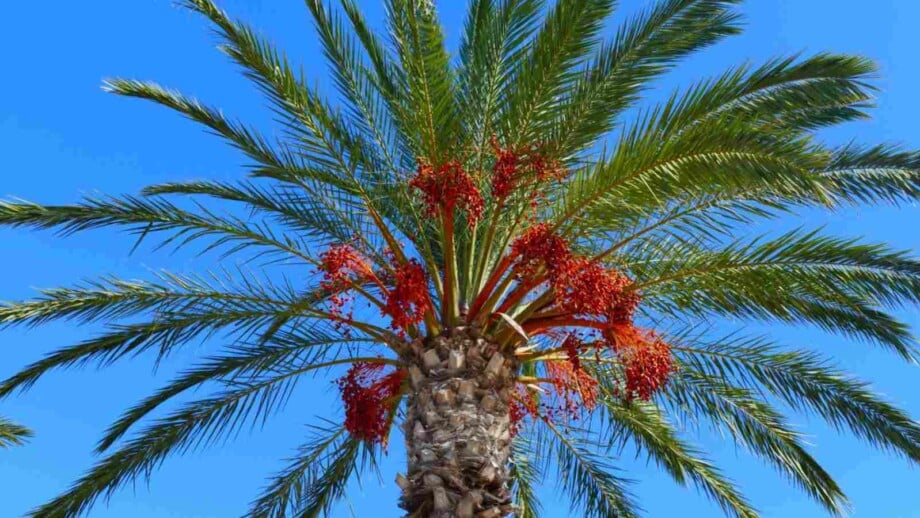 Date palm tree with fruit and the sky in the background