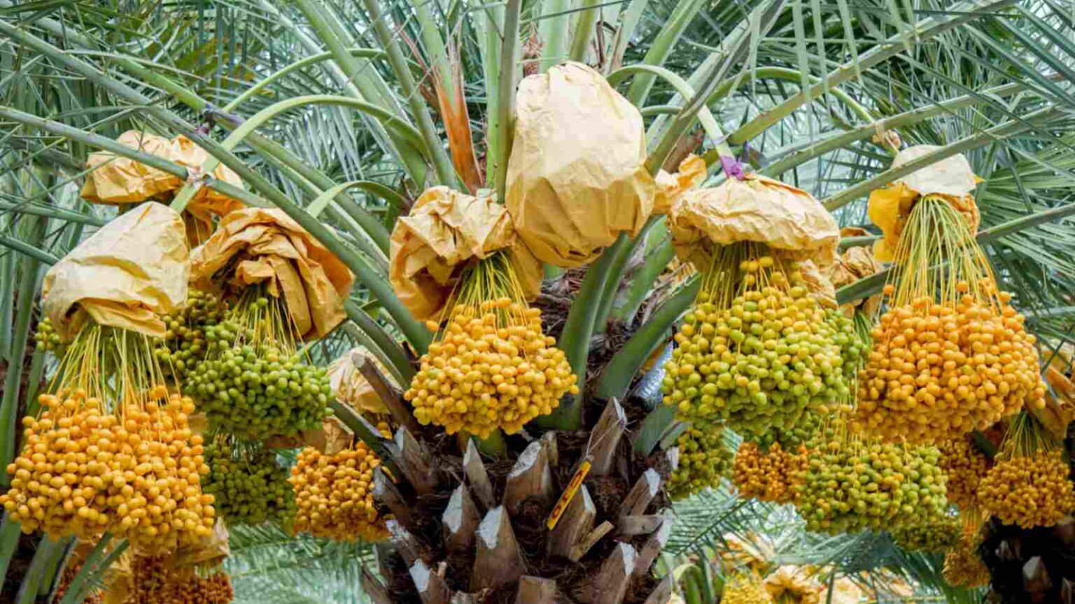 How to Plant, Grow, and Care for Date Palm Trees