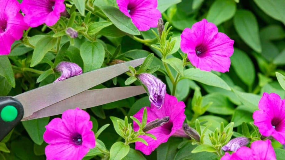 Deadheading wilting flowers of Petunia plant