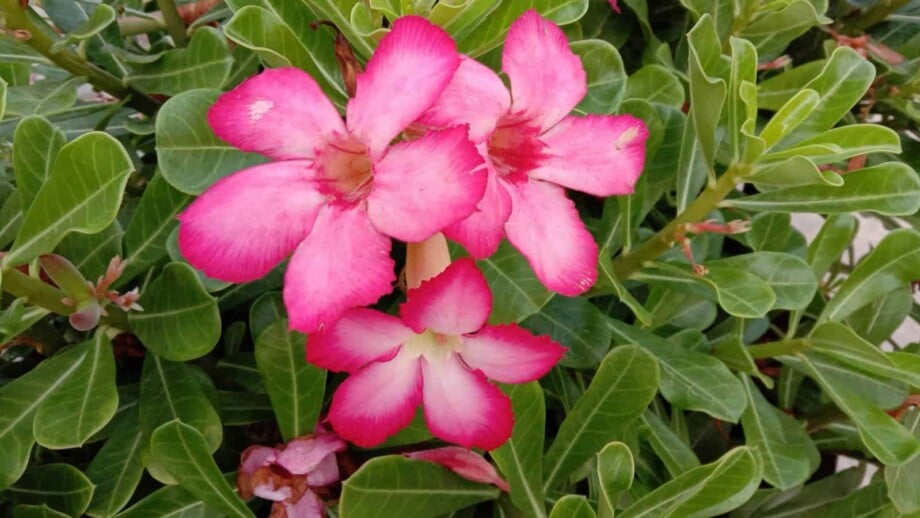 Pink blooming flowers of Desert Rose (Adenium obesum)