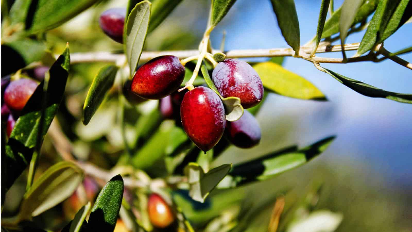 Olive Oil Tree