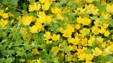 Golden Flowers of Creeping Jenny Ground Cover Plants