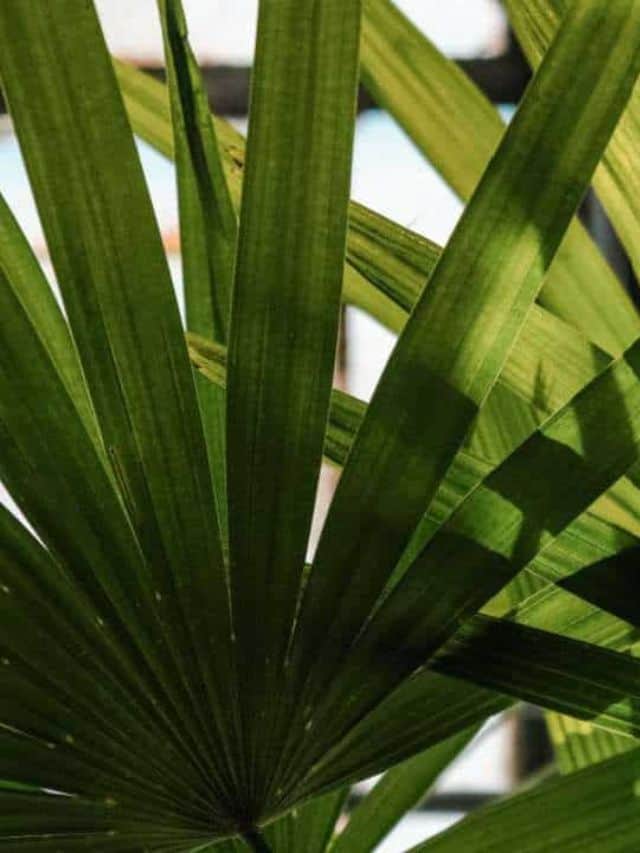 How to Plant, Grow, and Care for Windmill Palm Easily Natural