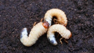 Larva of lawn worm in soil