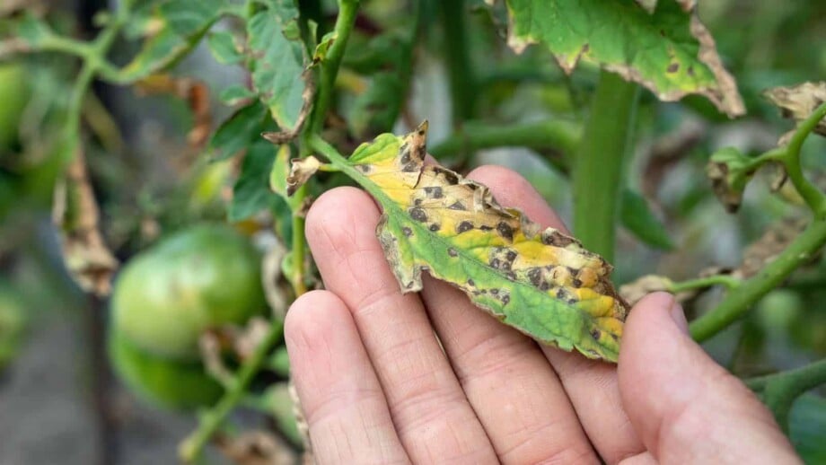 Hand checking leaf spot on tomato leaves