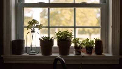 Plants in pots lined up in windowsill with indirect light