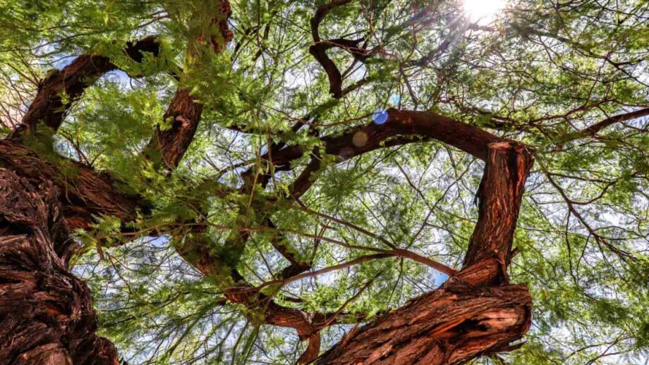 Branches of mesquite tree with green leaves under the sun