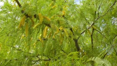 Mesquite Tree: Pros & Cons of Growing Mesquite Trees