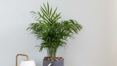 Parlor palm houseplant in gray pot with a watering can next to it