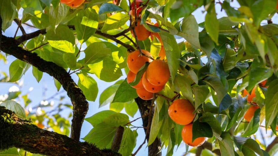 Persimmon tree with ripe fresh, orange-colored fruits and green foliage