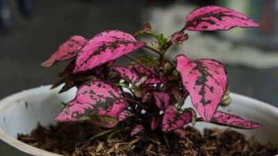 Colorful leaves of a polka dot plant