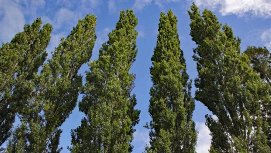 Row of poplar trees under the cloudy sky