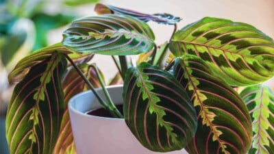 Close-up of Prayer Plant in white pot