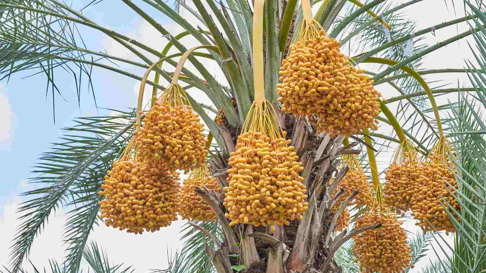Dates Fruit Tree