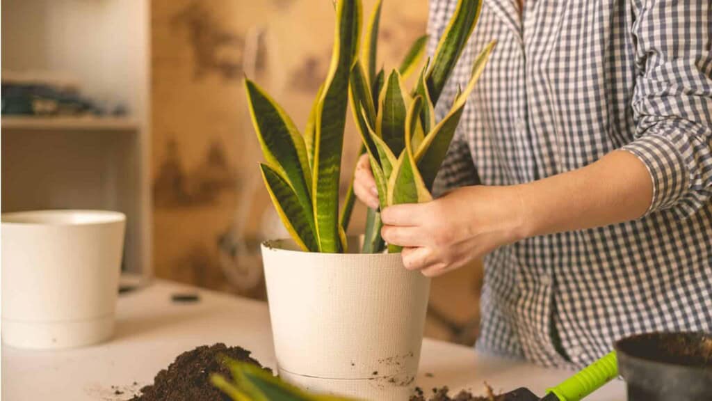 Womanโs hands planting Sansevieria in pot