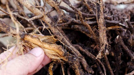 Root Rot Guide: How to Identify, Treat & Prevent Root Rot in Plants