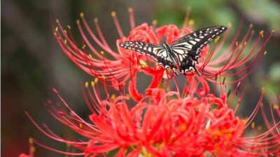 Red spider lily amaryllis