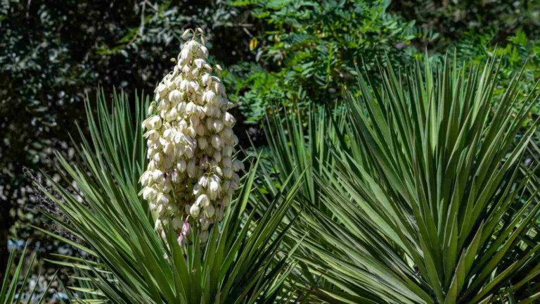 Yucca Plant Care: How to Grow and Care for Yucca Plants
