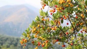 Fruits of strawberry tree hanging in a garden