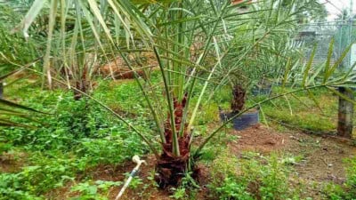 How to Plant, Grow, and Care for Date Palm Trees