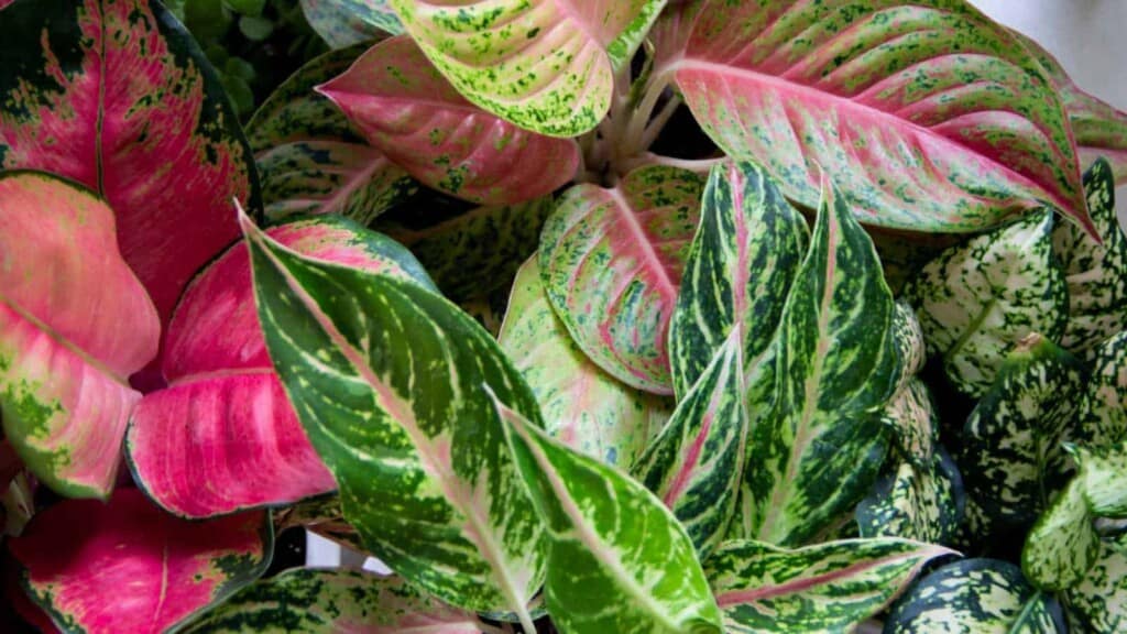 Different varieties of Aglaonema with green, pink, yellow, and white variegations on leaves (Chinese Evergreen)