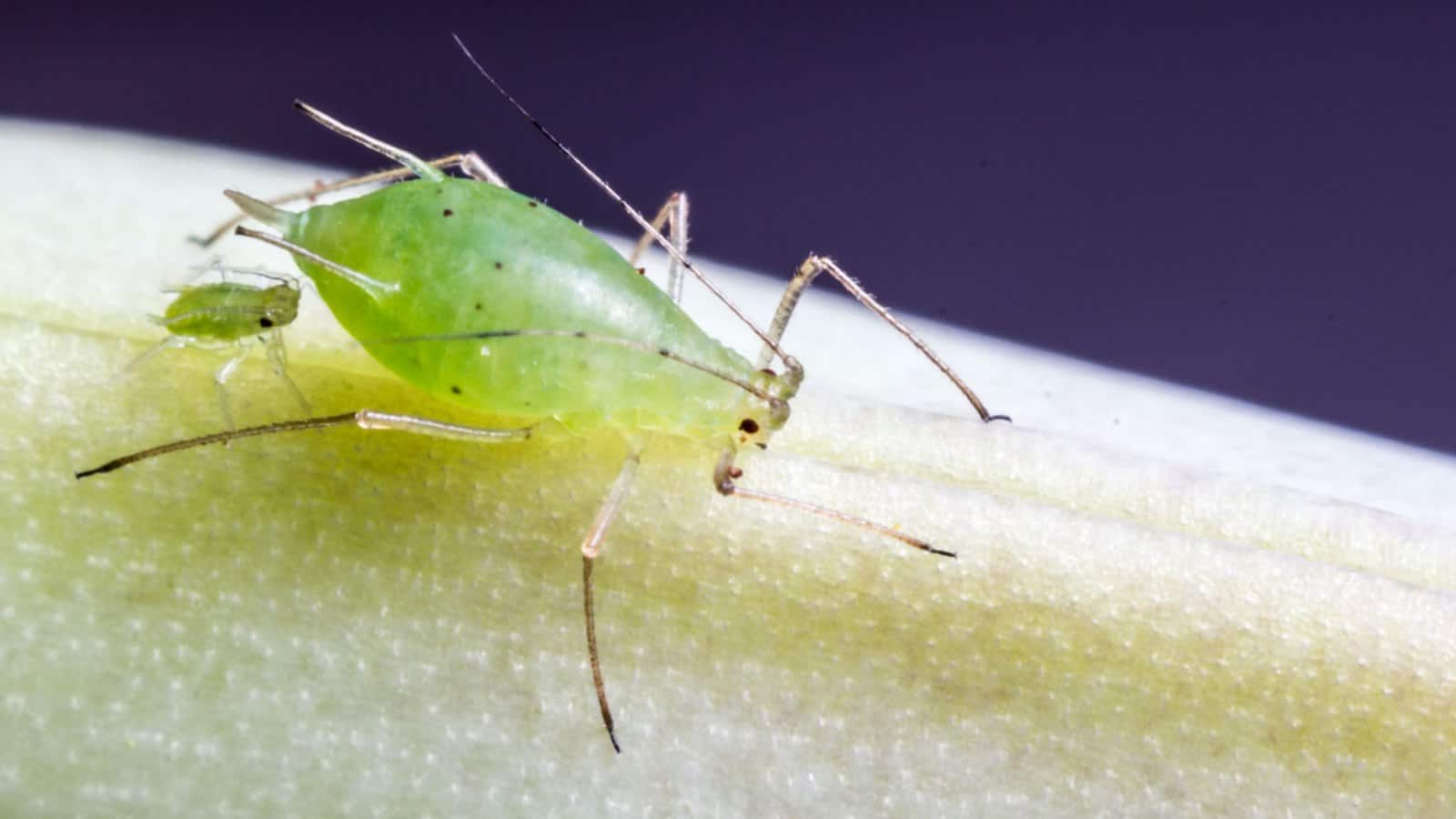 Macro of a green aphid on a plant