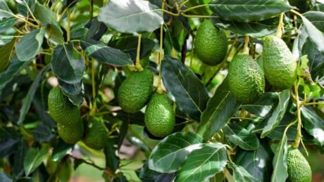 Green Hass avocados with green leaves under the sun
