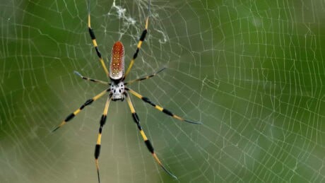 Banana spider on a web