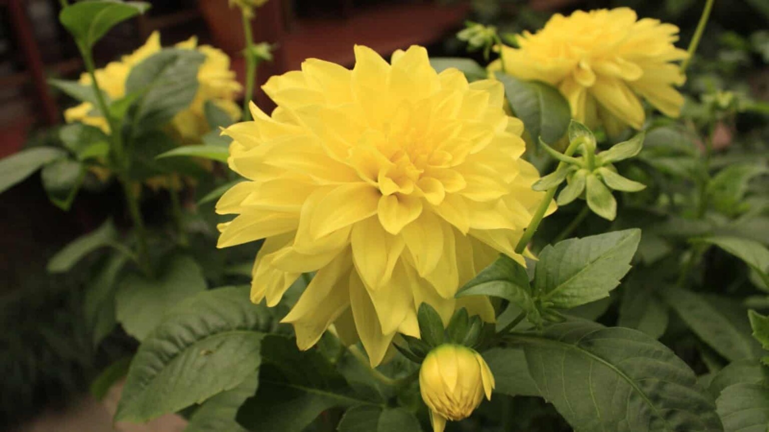 49 Best Yellow Flowers for Gardens (Annuals and Perennials) | Planet ...