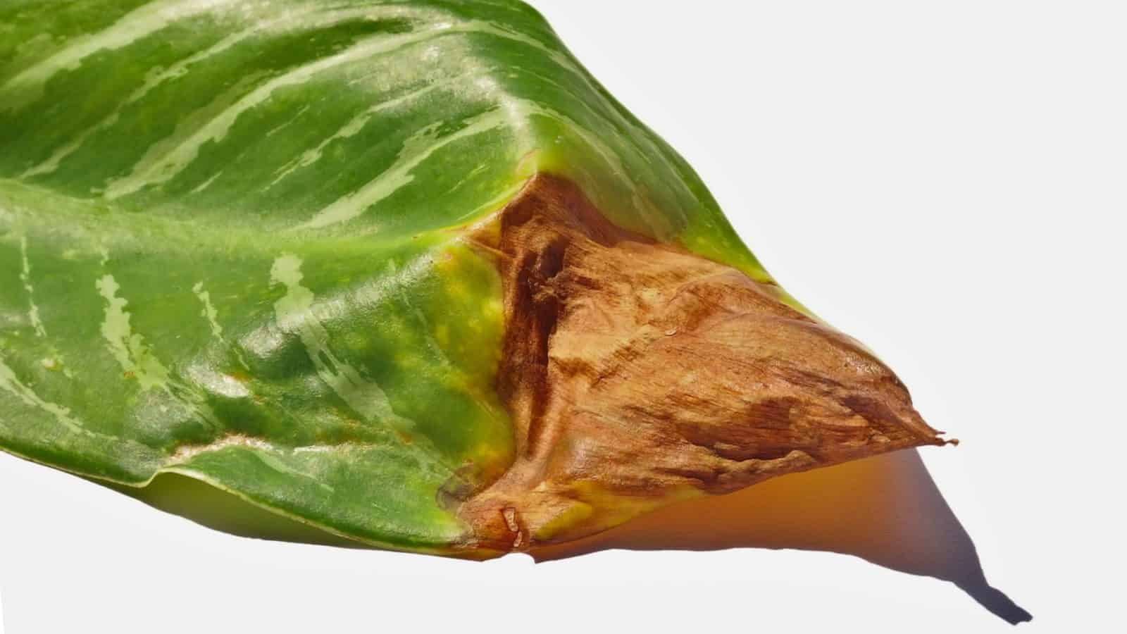 Dieffenbachia leaf with brown tip isolated on white background