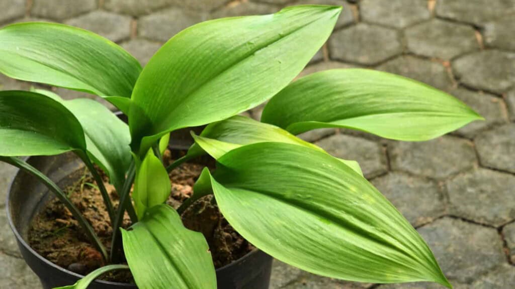Cast iron plant with green leaves on a black pot