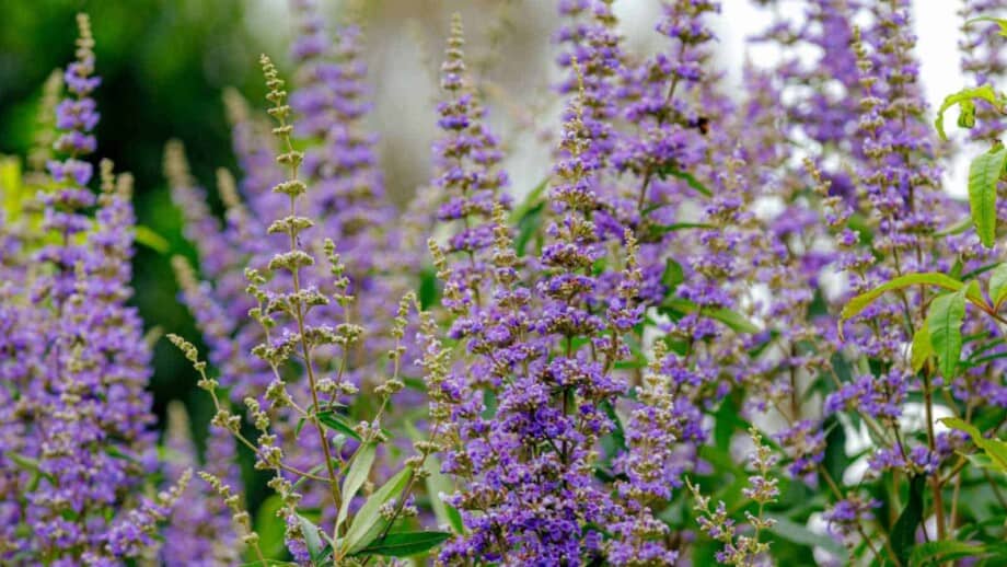 Purple flowers of the chaste tree