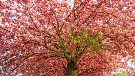 Pink flowers on a cherry blossom tree
