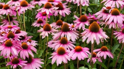 Groups of pink coneflower plants with green leaves blooming in the garden