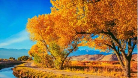 Cottonwood trees under the blue sky on a field near the edge of a lake