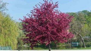 Japanese crabapple tree with blooming pink flowers in a park with a pond