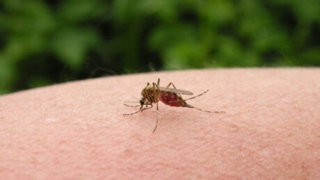 Mosquito sucking blood on skin