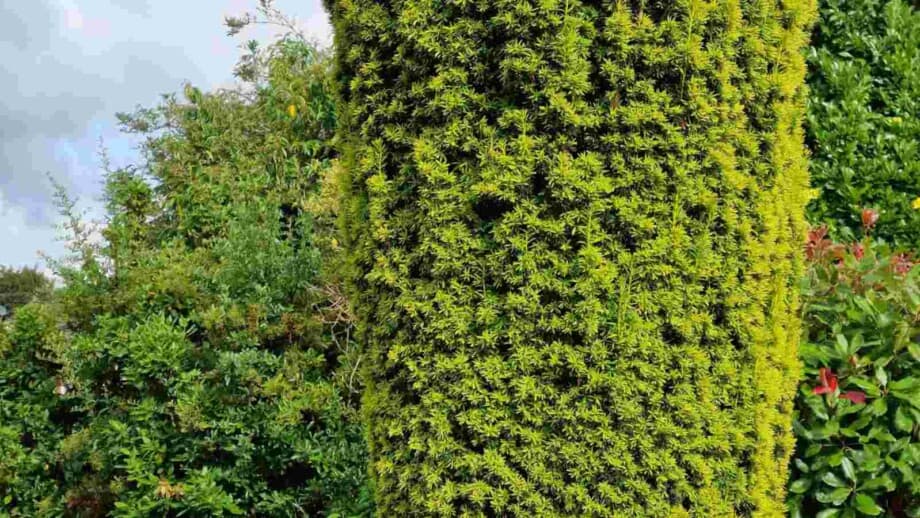 Yajasu Tree How to Grow and Care for Japanese Yew Trees (Complete Guide)