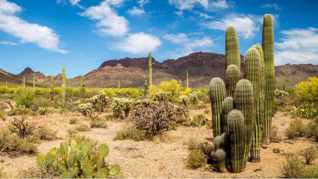 Desert Landscape with cacti and shrubs