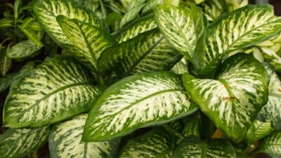 Closeup on the leaves of a dumbcane plant (Dieffenbachia exotica)