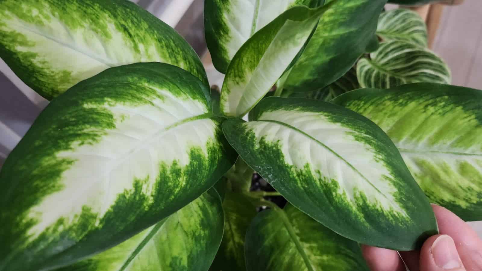 Hand holding a leaf of Dieffenbachia maculata with dark green leaf margin and white center