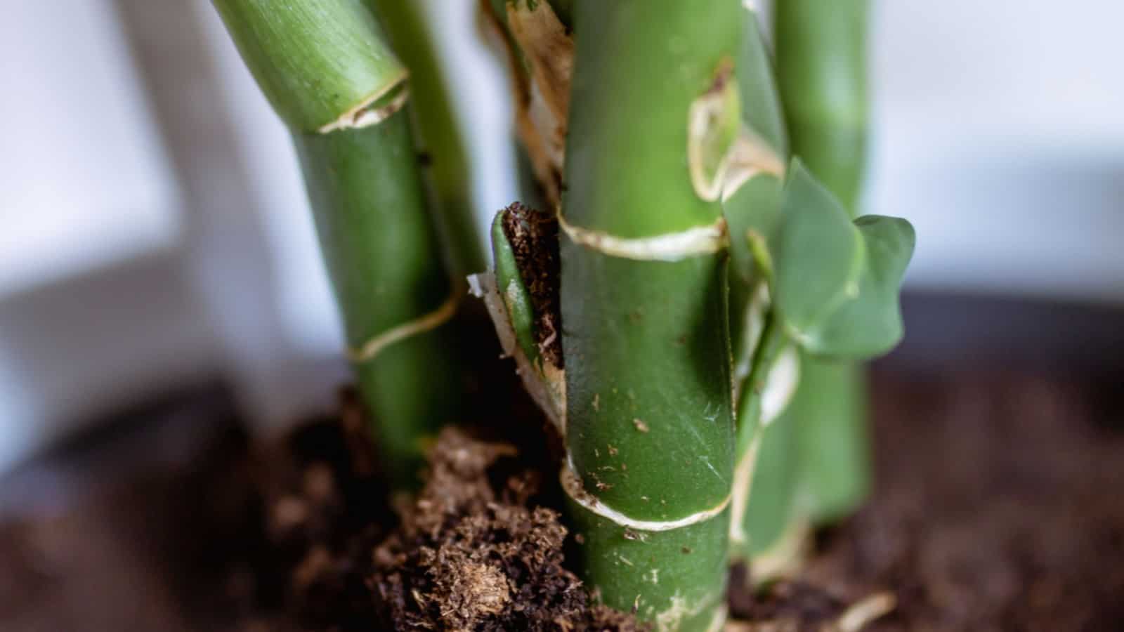 Macro of a rhizome and stem of a Dieffenbachia plant on soil