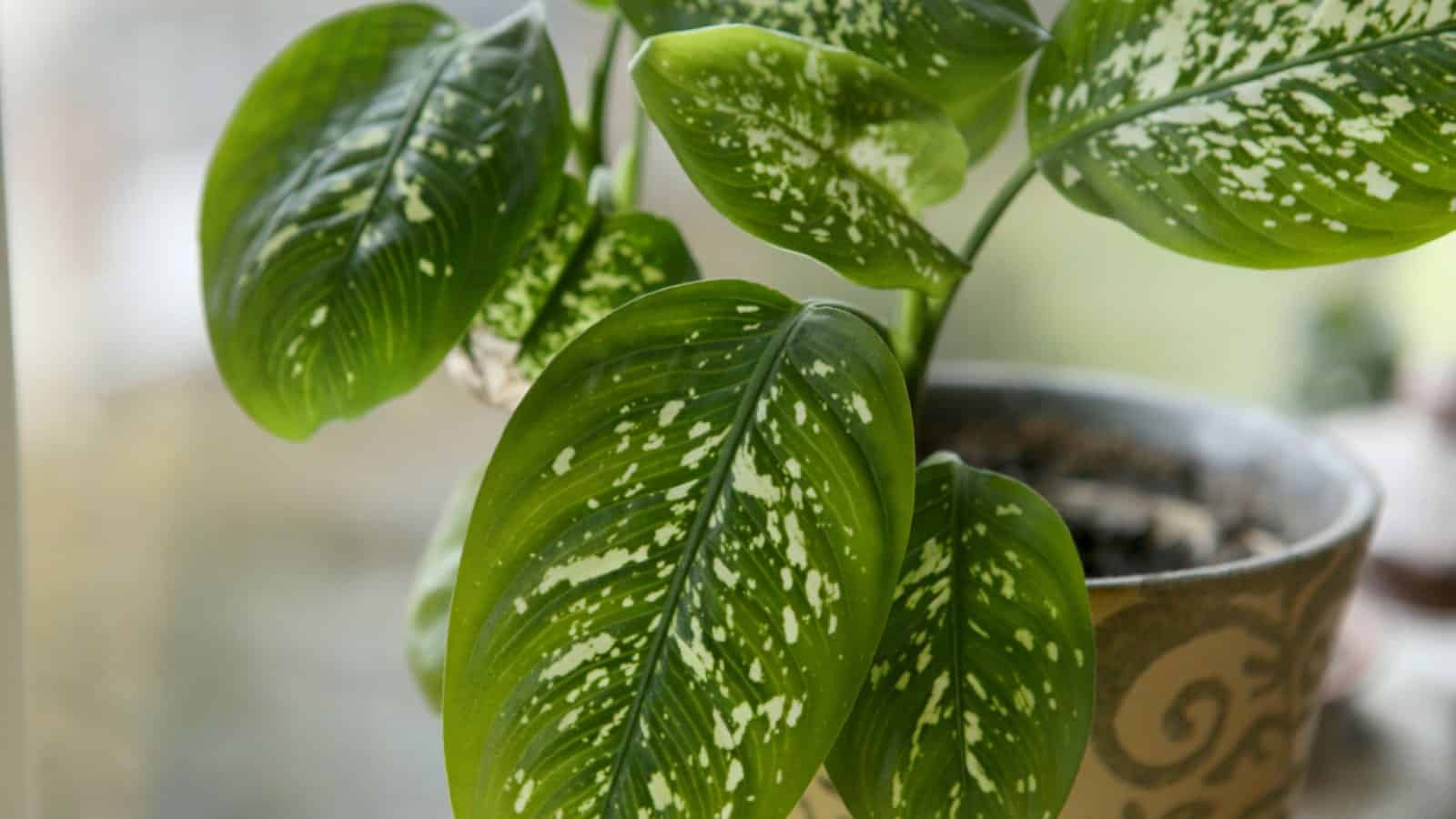 Closeup on a dieffenbachia plant on a pot with on the windowsill