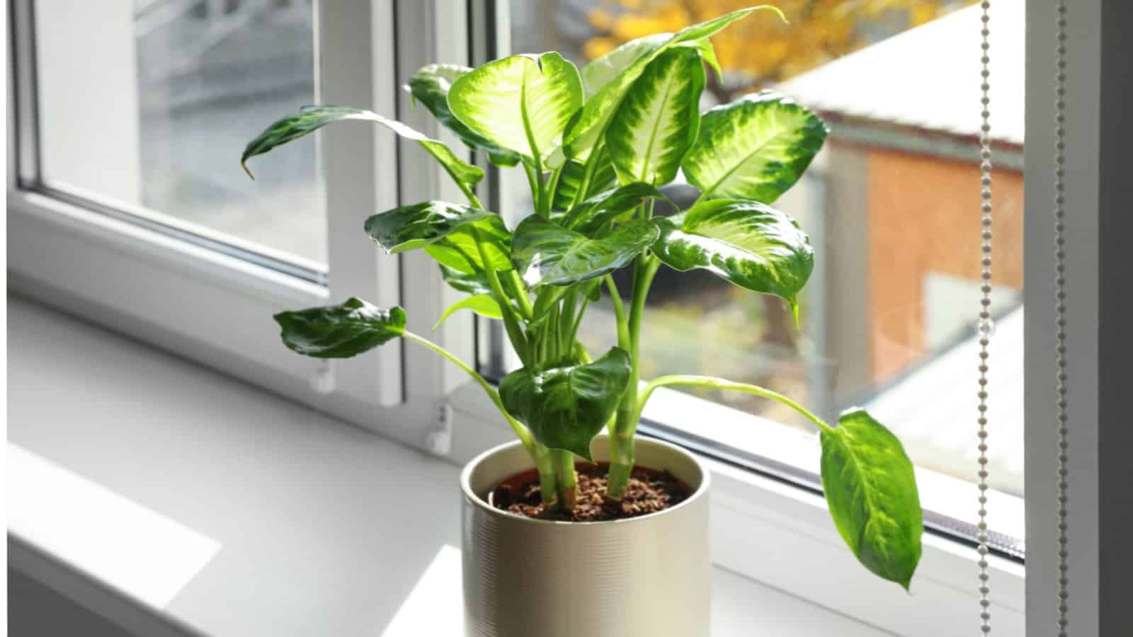 Dieffenbachia planted on a white pot placed on the windowsill for light
